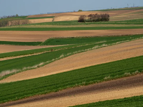 Paysage Paysager Printanier Champs Labourés Herbe Verte Arbres Ponidzie Pologne — Photo