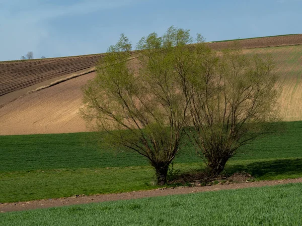 대조적 풍경에는 나무들 아니에요 폴란드 — 스톡 사진