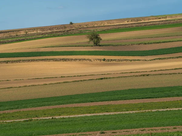 Campo Paisaje Primavera Campos Arados Hierba Verde Árboles Ponidzie Polonia — Foto de Stock