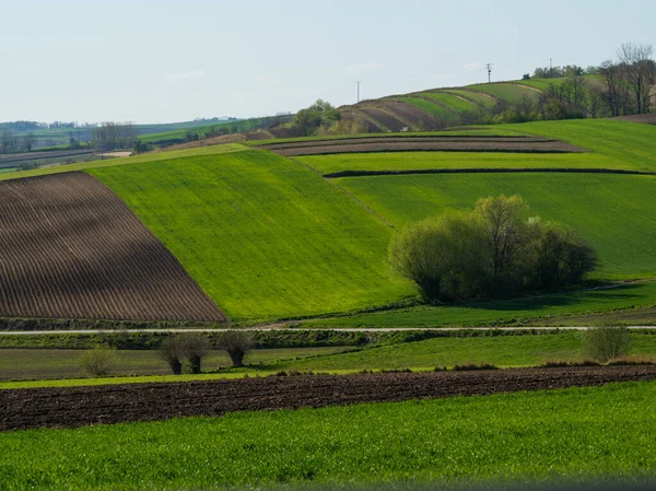 Campo Paisaje Primavera Campos Arados Hierba Verde Árboles Ponidzie Polonia — Foto de Stock