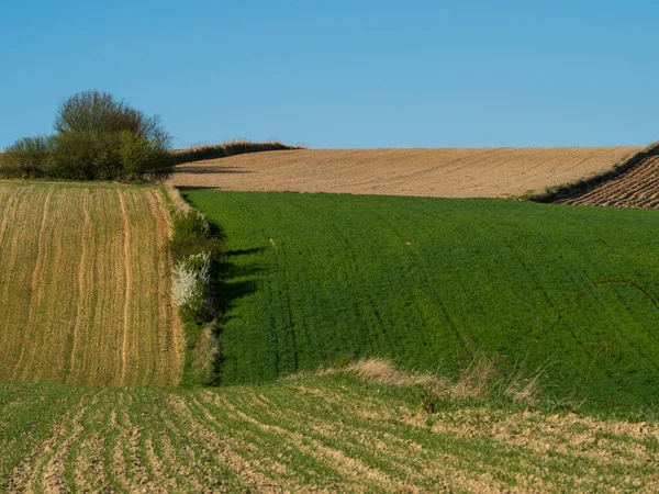 Paysage Paysager Printanier Champs Labourés Herbe Verte Arbres Ponidzie Pologne — Photo