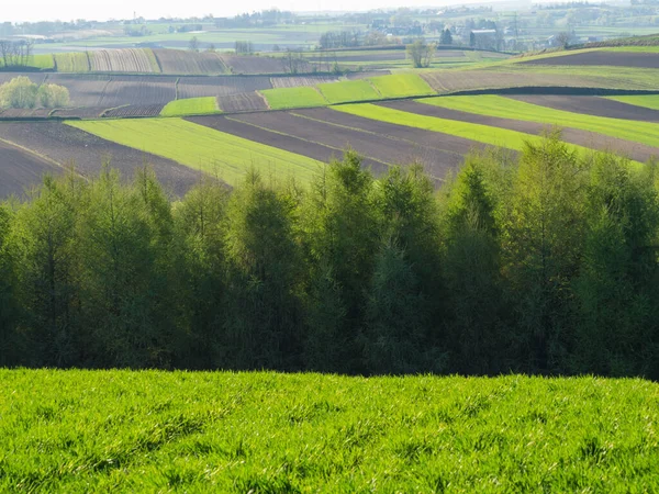 Paysage Paysager Printanier Champs Labourés Herbe Verte Arbres Ponidzie Pologne — Photo