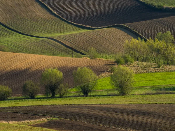 Countryside Spring Landscape Plowed Fields Green Grass Trees Ponidzie Poland — Stock Photo, Image