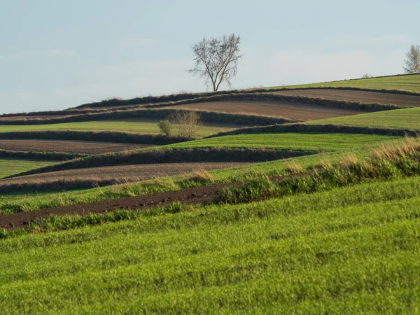 耕地的乡村春景 绿草和树木 Ponidzie — 图库照片