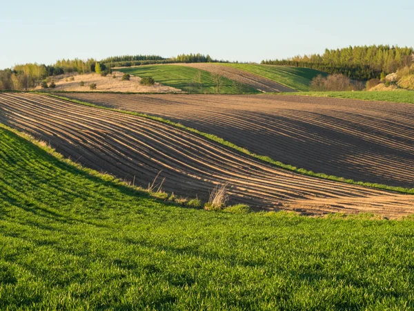 Kırsal baharda sürülen tarlaların manzarası. Yeşil çimenler ve ağaçlar. Ponidzie. Polonya