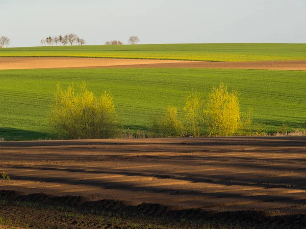 Vidéki Tavasz Táj Szántott Mezők Zöld Fák Ponidzie Vagyok Lengyelország — Stock Fotó