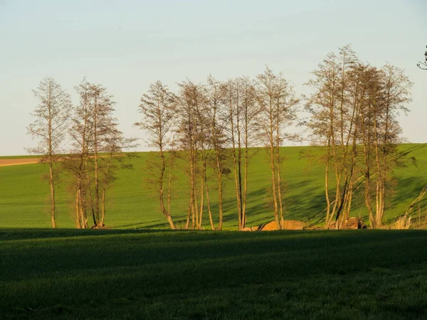대조적 풍경에는 나무들 아니에요 폴란드 — 스톡 사진