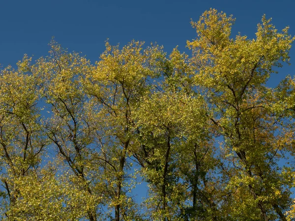 Árboles Verdes Sobre Bonito Cielo Azul — Foto de Stock