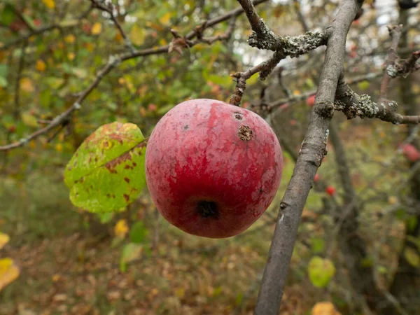 Červené Jablko Visící Stromě Černobylské Vyloučené Zóně Ukrajina — Stock fotografie