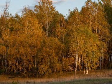 Sonbahar boyunca Çernobil Yasak Bölgesi 'nde Kızıl Orman.