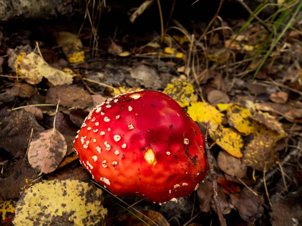 Toadstool Vermelho Zona Exclusão Chernobyl Ucrânia — Fotografia de Stock