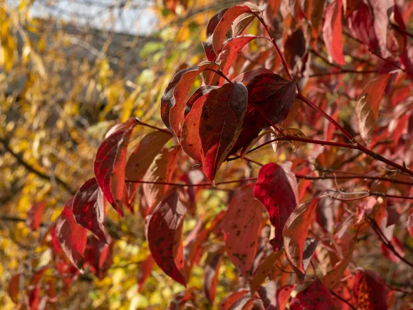 秋の紅葉をクローズ アップ — ストック写真