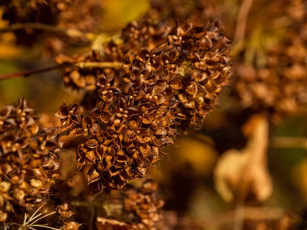 Primer Plano Las Plantas Otoñales Durante Día Soleado — Foto de Stock