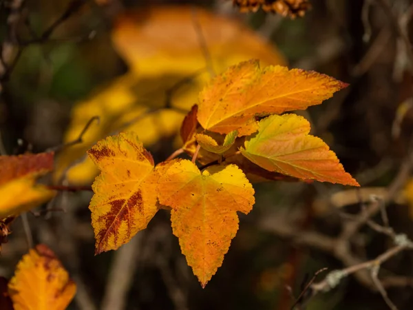 Nahaufnahme Von Gelben Herbstblättern — Stockfoto