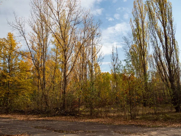 버려진 피아트의 아방가르드에 스포츠 경기장은 나무와 덤불로 뒤덮여 있었다 체르노빌 — 스톡 사진