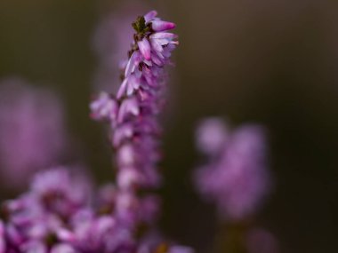 Çiçek açan güzel mor kenevir çiçeğine yaklaş. Seçici odak.