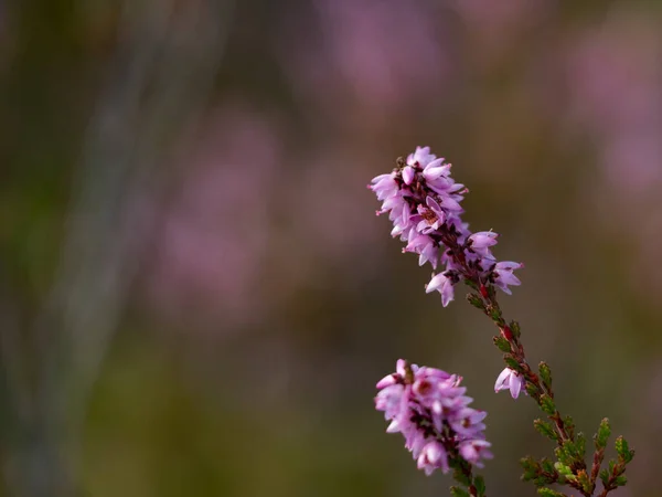 Nahaufnahme Von Schönen Blühenden Lila Heidekrautblüten Selektiver Fokus — Stockfoto