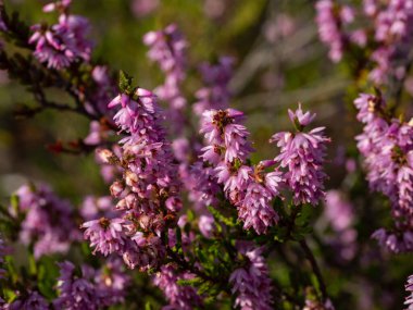 Çiçek açan güzel mor kenevir çiçeğine yaklaş. Seçici odak.