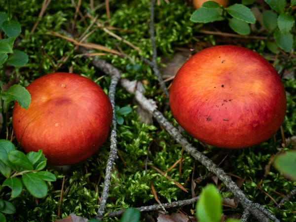 Dois Pequenos Cogumelos Toadstool Vermelhos Foco Seletivo — Fotografia de Stock