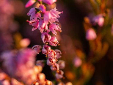 Çiçek açan güzel mor kenevir çiçeğine yaklaş. Seçici odak.