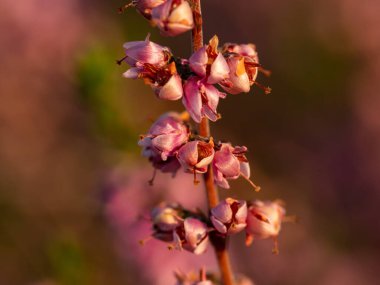 Çiçek açan güzel mor kenevir çiçeğine yaklaş. Seçici odak.
