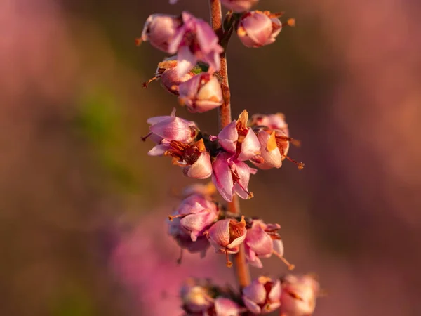Закрыть Красивый Цветущий Пурпурный Каблук Селективный Фокус — стоковое фото