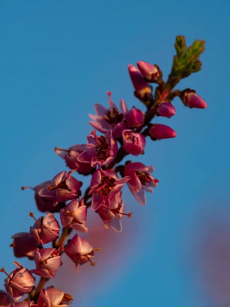 Primer Plano Hermosa Flor Brezo Púrpura Enfoque Selectivo — Foto de Stock