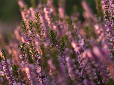 Close up of beautiful blooming purple heather flower. Selective focus. clipart
