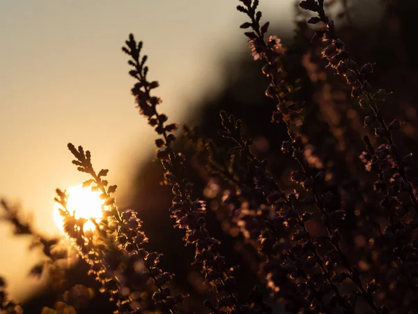 Puesta Sol Brezal Hermosa Luz Hora Dorada Enfoque Selectivo — Foto de Stock