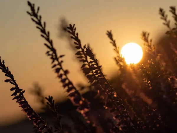 Puesta Sol Brezal Hermosa Luz Hora Dorada Enfoque Selectivo — Foto de Stock