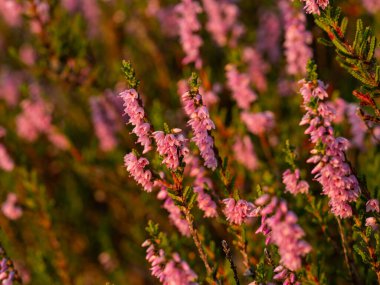 Çiçek açan güzel mor kenevir çiçeğine yaklaş. Seçici odak.