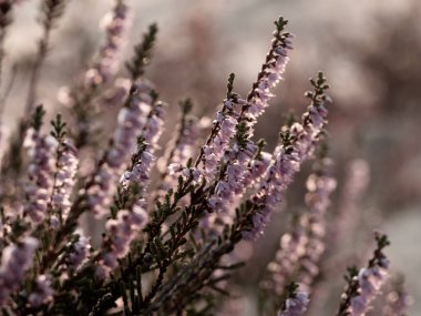 Çiçek açan güzel mor kenevir çiçeğine yaklaş. Seçici odak.