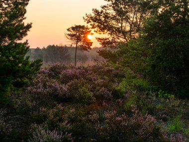 Heathland 'de gün doğumu. Sabahın güzel ışığı. Seçici odak.