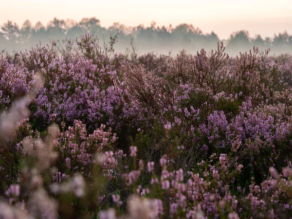 Temprano Niebla Mañana Brezal Increíble Color Violeta Flor Brezo Enfoque — Foto de Stock