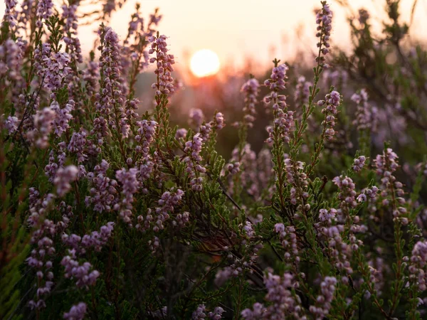 Heathland 'de gün doğumu. Sabahın güzel ışığı. Seçici odak.
