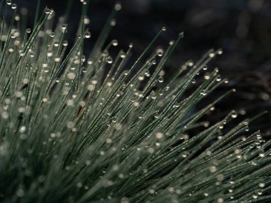 Çimlerde sabah çiği. Halo etkisi, gün doğumu. Seçici odak.