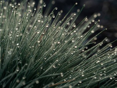 Çimlerde sabah çiği. Halo etkisi, gün doğumu. Seçici odak.