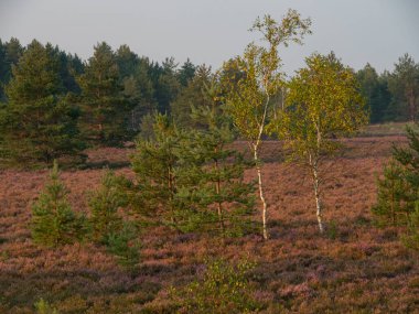 Heathland 'da sabahın erken saatlerinde. Heather çiçeğinin inanılmaz menekşe rengi. Orman arka planda.