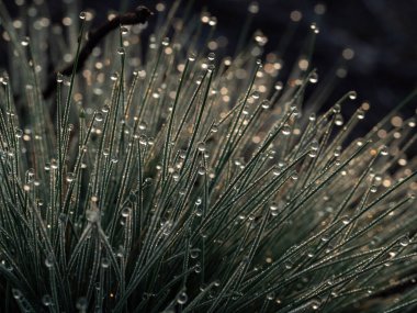 Çimlerde sabah çiği. Halo etkisi, gün doğumu. Seçici odak.