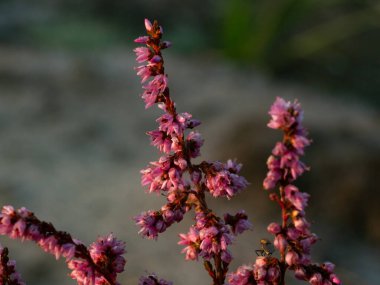 Kenevir çiçeklerinin üzerindeki sabah çiği. Güneşin güzel sabah ışığı. Seçici odak.