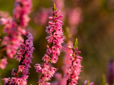Kenevir çiçeklerinin üzerindeki sabah çiği. Güneşin güzel sabah ışığı. Seçici odak.