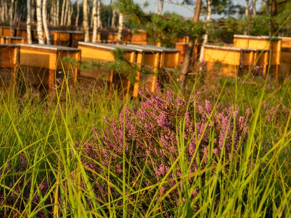 草の間のヒータの花 背景にある蜂 選択的焦点 — ストック写真