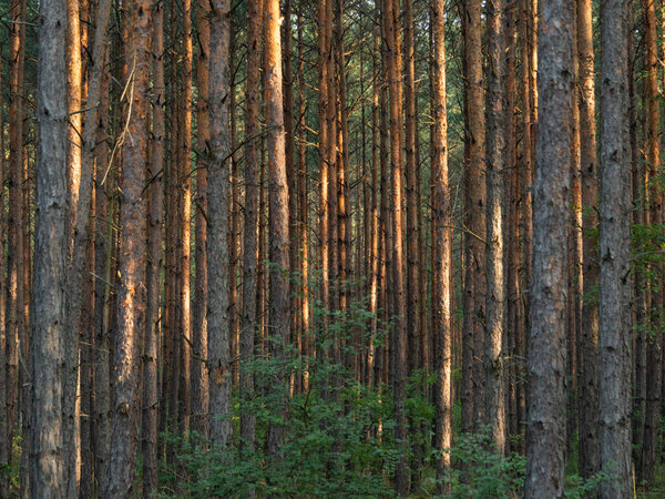 Dense forest of tall trees, Poland. Selective focus.