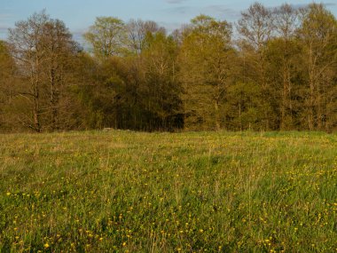 Sarı çiçeklerle dolu bahar çayırı. Bahar zamanı, Suwalski peyzaj parkı, Podlaskie, Polonya