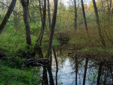 Kara Hancza vahşi ormanda akıyor. Suwalski peyzaj alanı, Podlaskie, Polonya
