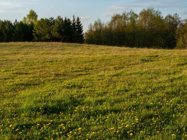 Tavaszi Rét Tele Sárga Virágokkal Tavasz Suwalski Tájvédelmi Park Podlaskie — Stock Fotó