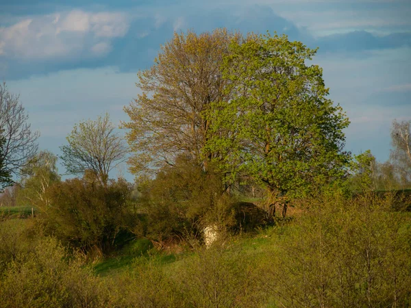 Frühlingsbäume Manche Schon Mit Blättern Andere Noch Ohne Frühling Landschaftspark — Stockfoto