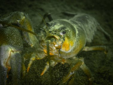 Tek pençesi olmayan kerevit sinyali. Polonya 'nın Hancza Gölü' nde yerli olmayan istilacı bir tür. Seçici bir odak noktasıyla su altı fotoğrafını kapat.