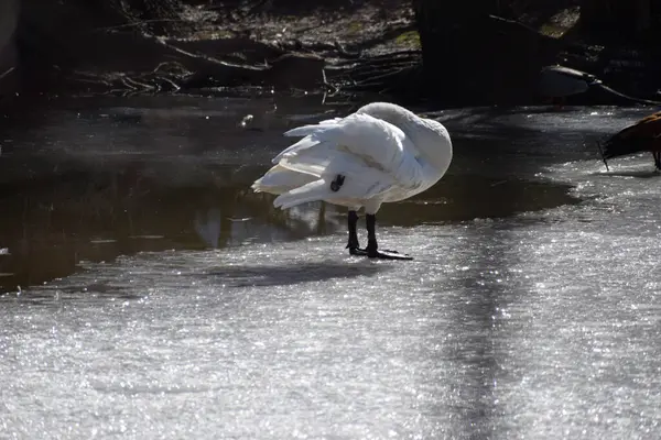 Vista Del Cisne Blanco Limpiando Sus Plumas Hielo Del Lago — Foto de Stock