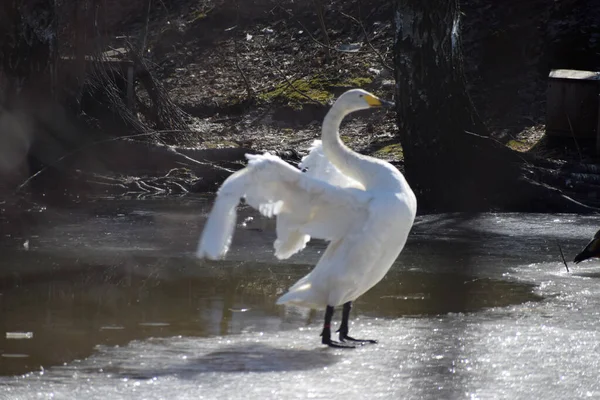 Beyaz kuğunun güzel manzarası kanatlarını Park Gölü 2 'nin bahar buzu üzerinde açıyor..